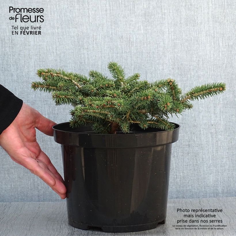 Epicea bleu - Picea pungens Sonia                              Pot de 4L/5L sample as delivered in winter