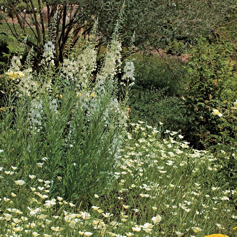 Epilobium angustifolium Album (Plant habit)