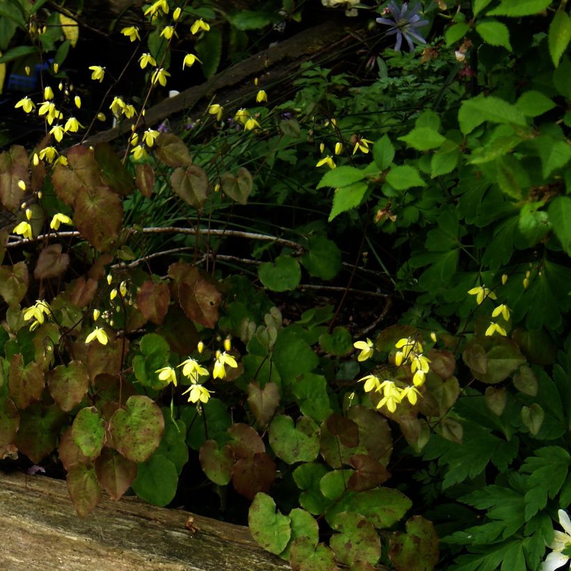 Epimedium campanulatum - Barrenwort (Plant habit)