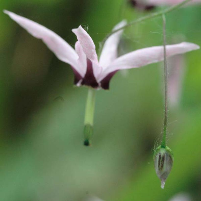 Epimedium fargesii Pink Constellation - Barrenwort (Flowering)