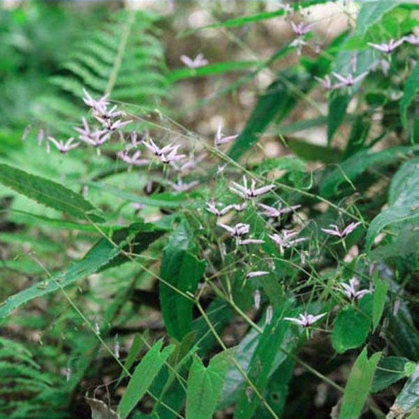 Epimedium fargesii Pink Constellation - Barrenwort (Plant habit)