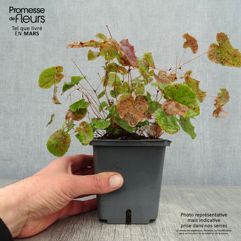 Epimedium hybride Sunny and Share - Fleur des Elfes Pot de 1L/1,5L sample as delivered in winter