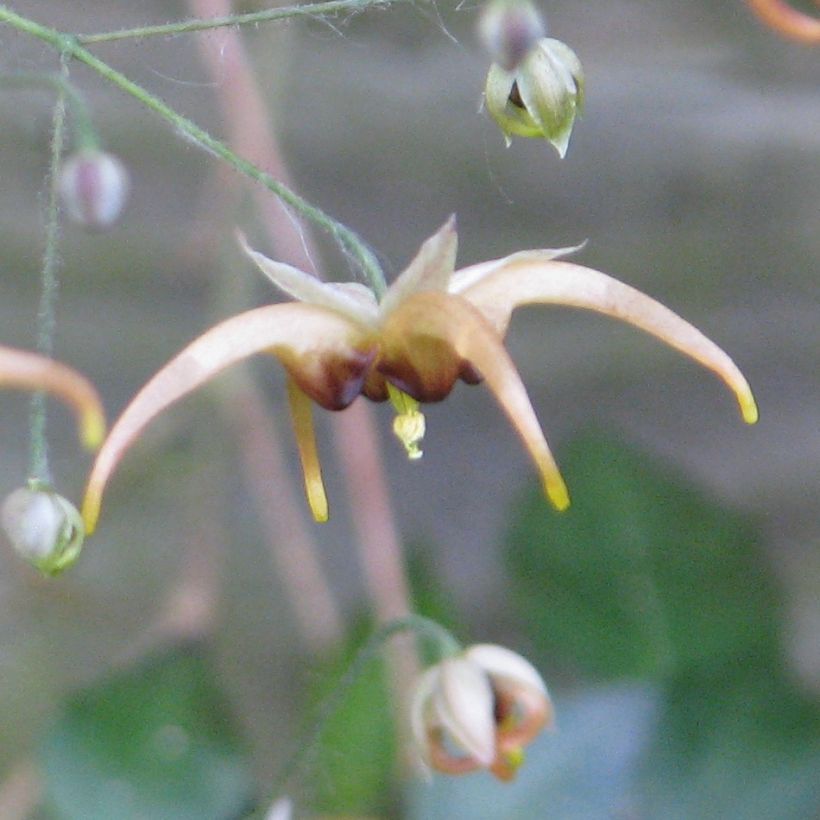 Epimedium wushanense - Barrenwort (Flowering)