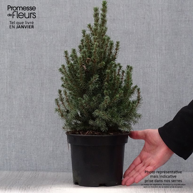 Epinette blanche - Picea glauca Conica Blue                         Pot de 3L/4L sample as delivered in winter