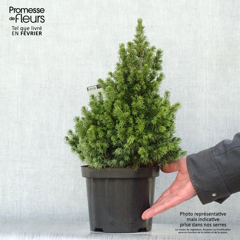 Epinette blanche - Picea glauca Rainbow's End          Pot de 2L/3L sample as delivered in winter