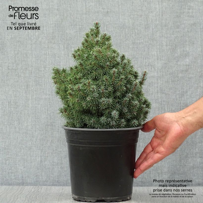 Epinette blanche - Picea glauca Sander's Blue                       Pot de 4L/5L sample as delivered in autumn