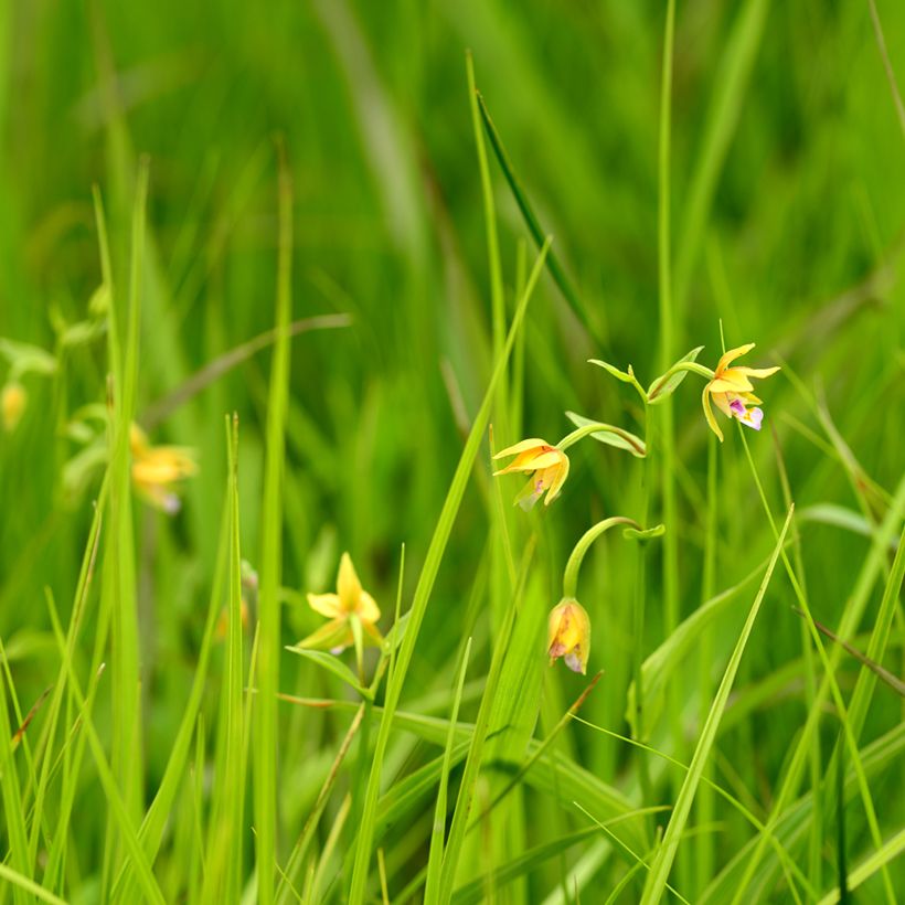 Epipactis thunbergii Yellow (Plant habit)