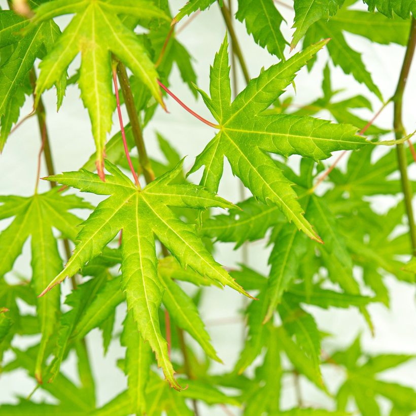 Acer palmatum Cascade Citrine - Japanese Maple (Foliage)