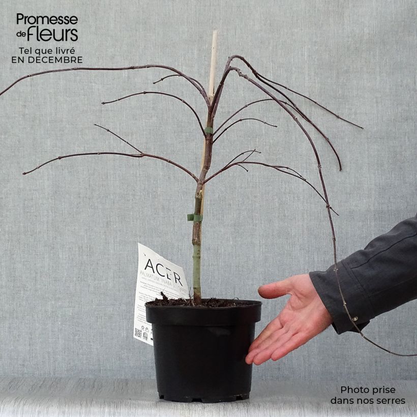 Erable du Japon - Acer palmatum Inaba-Shidare Pot de 3L/4L sample as delivered in winter