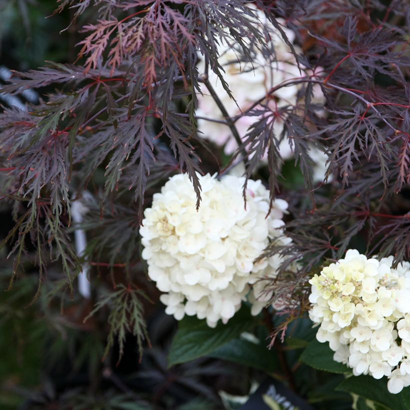 Acer palmatum Dissectum Inaba-Shidare - Japanese Maple (Plant habit)