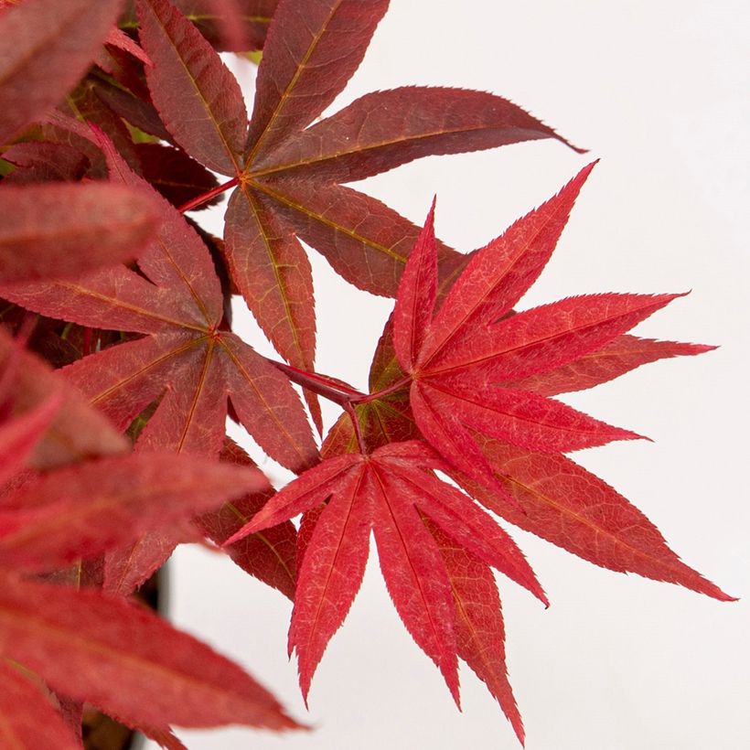 Acer palmatum Little Red - Japanese Maple (Foliage)