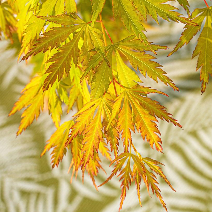 Acer Orange Lace - Japanese Maple (Foliage)