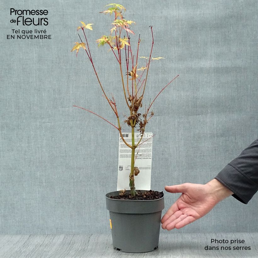 Erable du Japon - Acer palmatum Sangokaku (Senkaki) en pot de 2L/3L sample as delivered in autumn