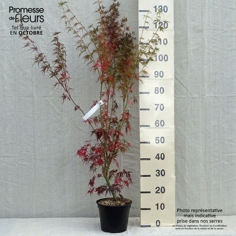 Érable du Japon - Acer palmatum Seiryu en pot de 3L/4L sample as delivered in autumn