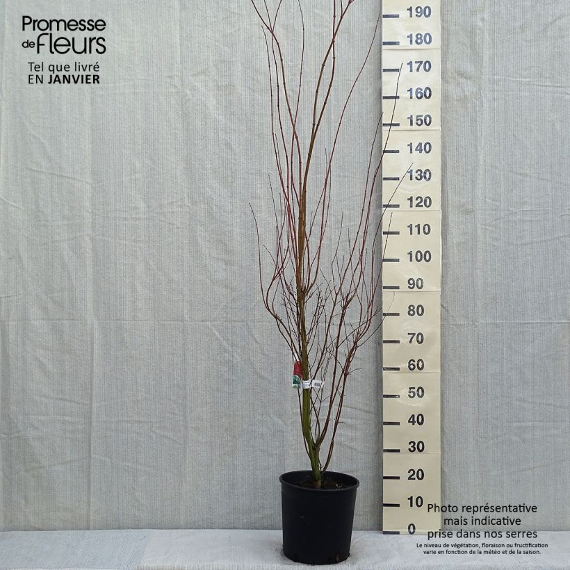 Érable du Japon - Acer palmatum pot 12L 100/125 sample as delivered in winter