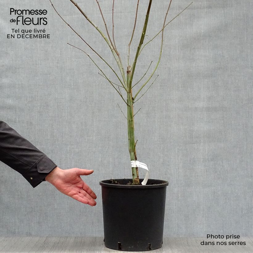 Erable du Japon - Acer pseudosieboldianum North Wind Pot de 12L/15L sample as delivered in winter