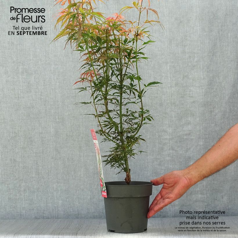 Érable du Japon Jerre Schwartz - Acer palmatum en pot de 2L/3L sample as delivered in autumn