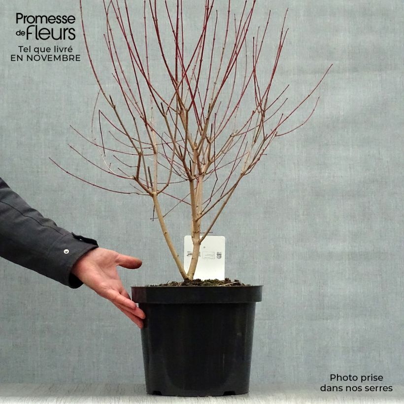 Erable du fleuve Amour - Acer ginnala Bailey Compact 50/60cm en pot de 10L. sample as delivered in autumn