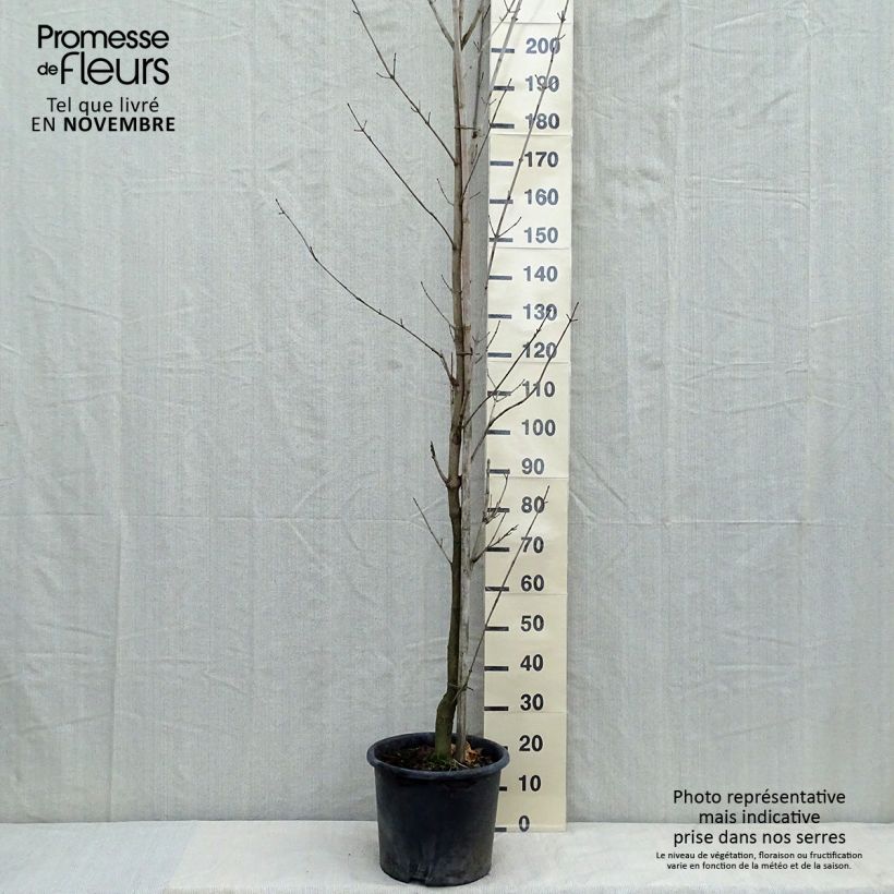 Erable plane - Acer platanoides Drummondii Pot de 12L/15L sample as delivered in autumn