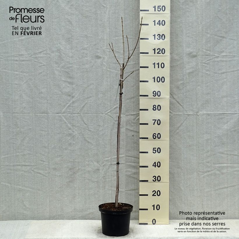 Erable sycomore - Acer pseudoplatanus Brilliantissimum Pot de 4L/5L sample as delivered in winter