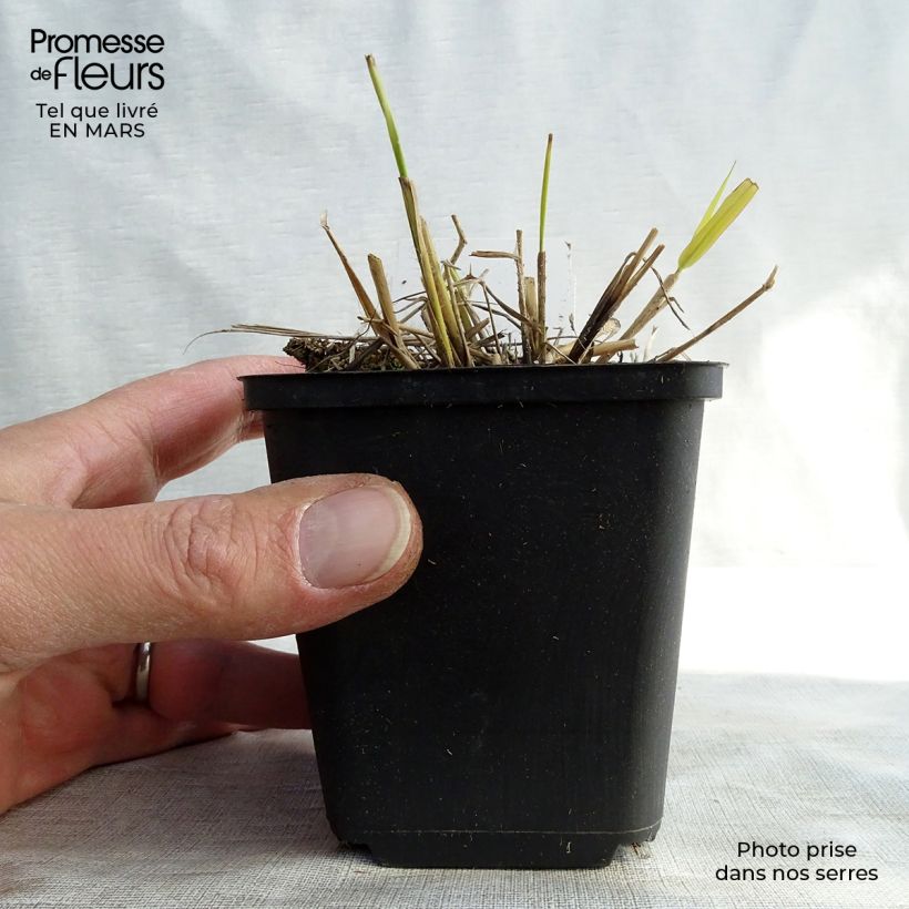 Eragrostis spectabilis Great Plains - Herbe d'amour Godet de 9cm sample as delivered in winter