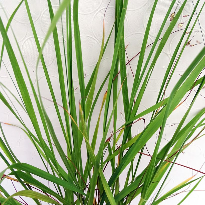 Eragrostis trichodes (Foliage)