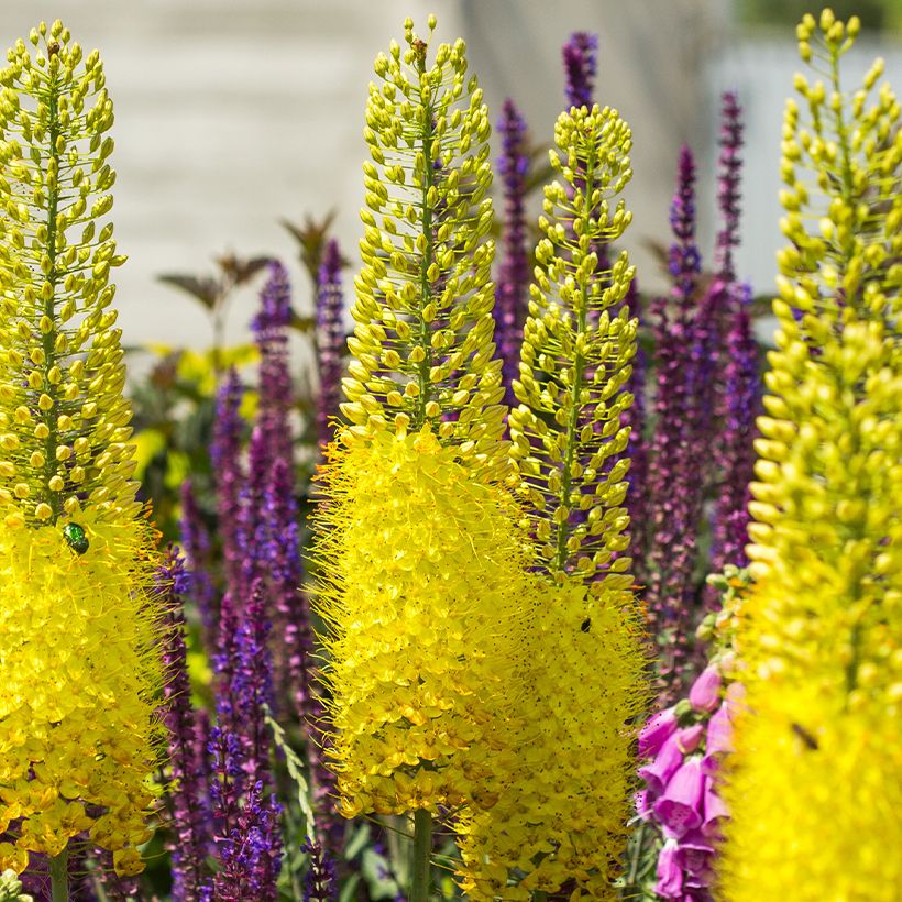 Eremurus bungei - Foxtail Lily (Flowering)