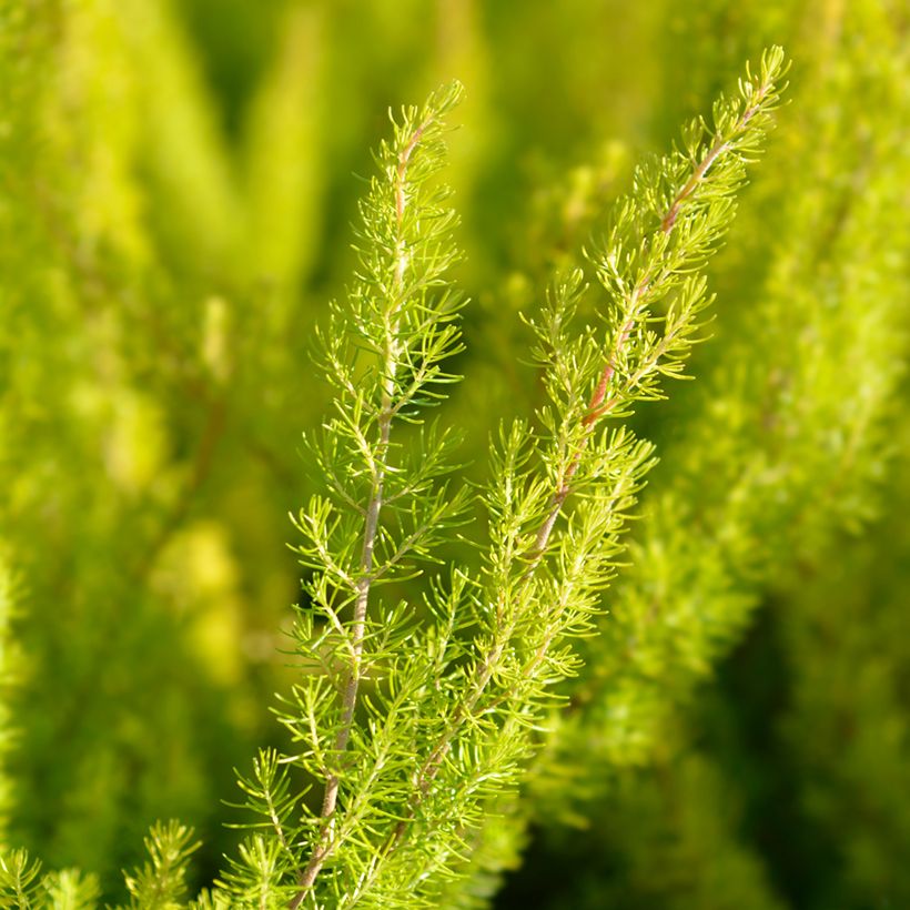 Erica arborea Alberts Gold - Tree Heath (Foliage)