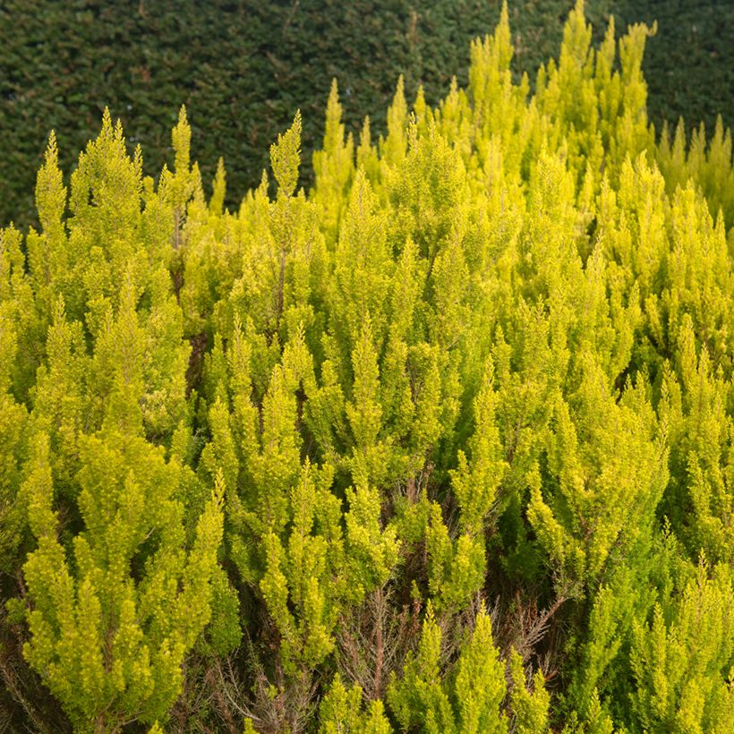 Erica arborea Alberts Gold - Tree Heath (Plant habit)