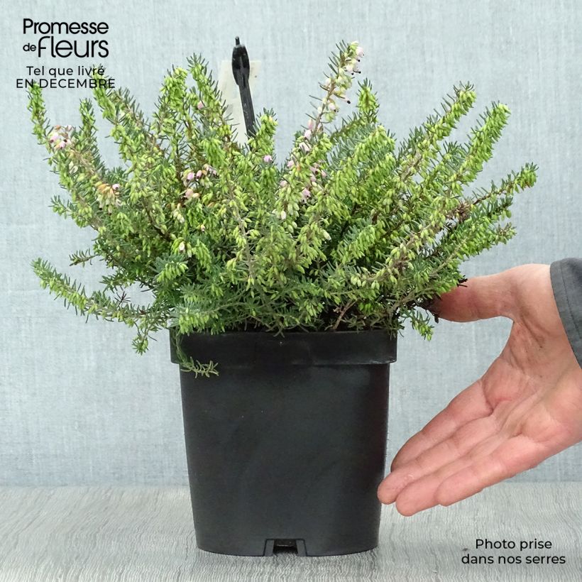 Erica darleyensis Tyann - Bruyère d'hiver Pot de 2L/3L sample as delivered in winter