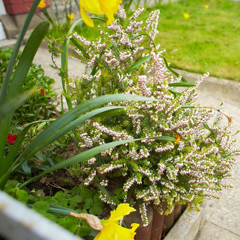 Erica darleyensis White Perfection - Winter Heath (Plant habit)