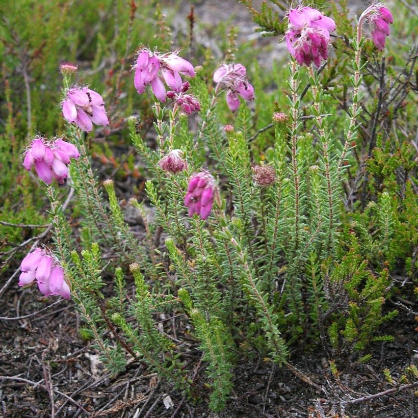 Erica tetralix - Heath (Plant habit)