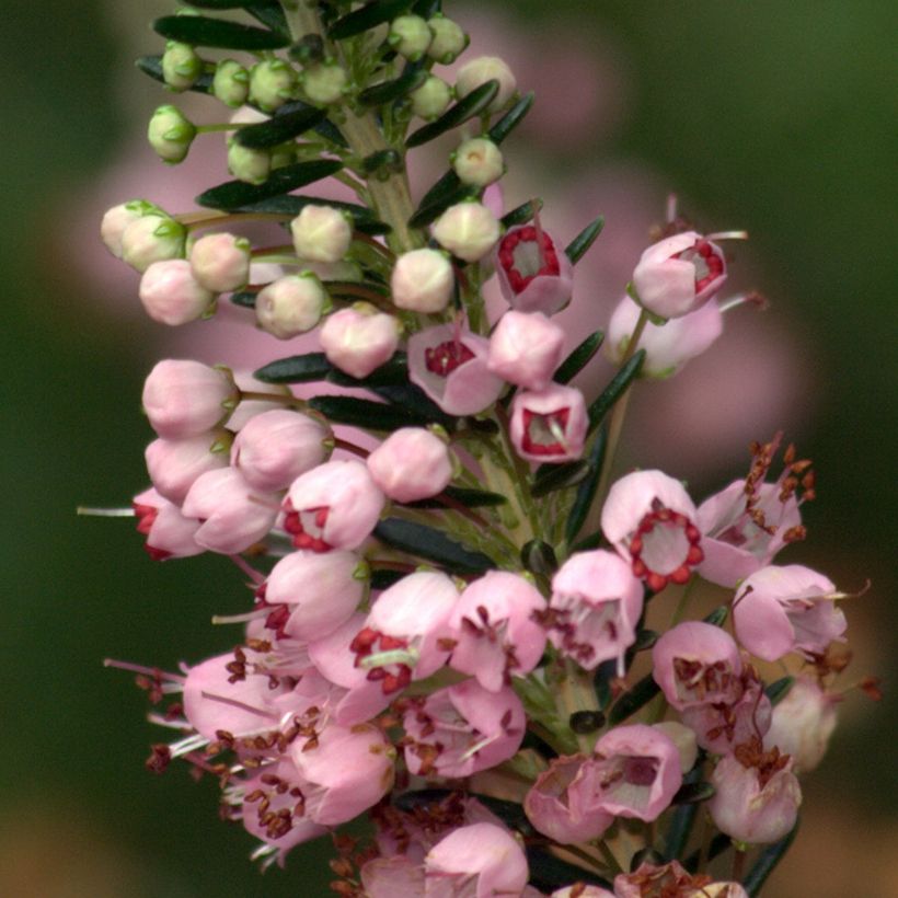 Erica vagans 'Diana Hornibrook' (Flowering)