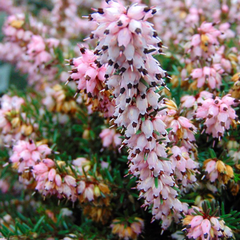 Erica  darleyensis Winter Belles PhoebeWinter Heath (Flowering)