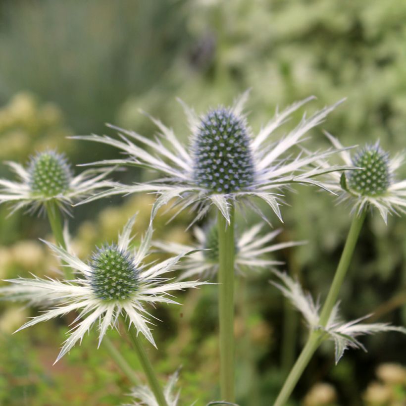 Eryngium zabelii Jos Eijking (Flowering)