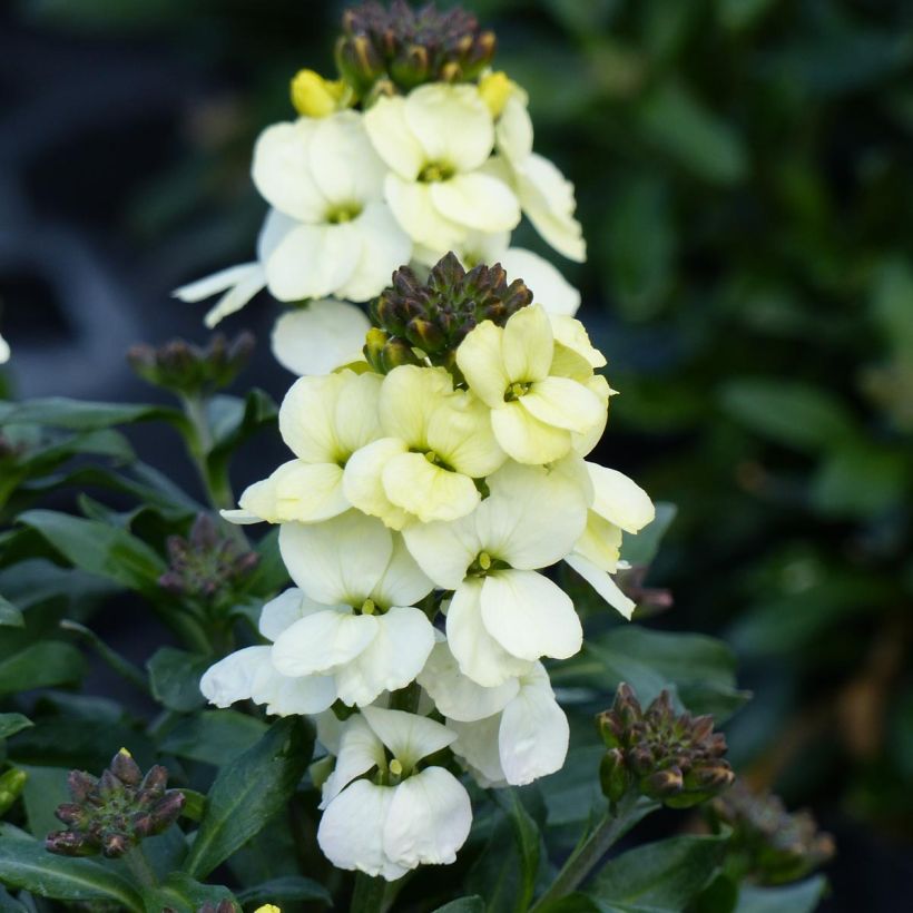 Erysimum Rysi Moon Plug Plant  - Perennial Wallflower (Flowering)