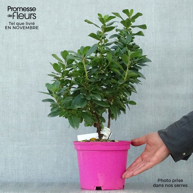 Escallonia Pink Elle en pot de 2L/3L sample as delivered in autumn