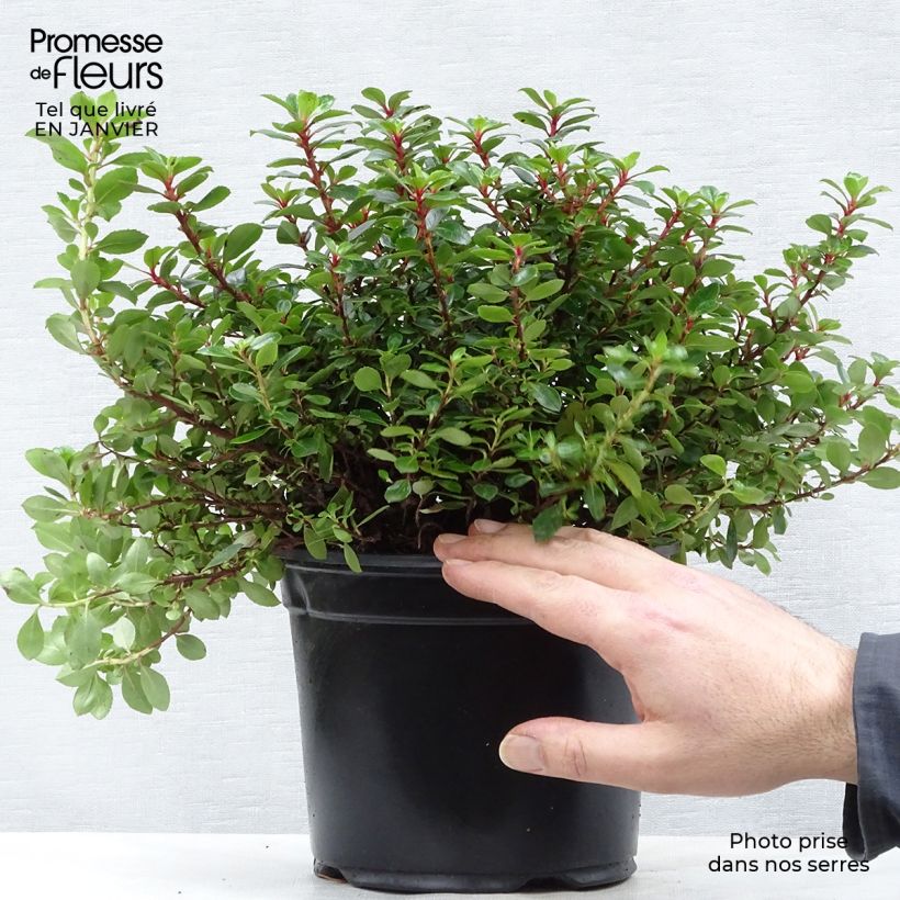 Escallonia hybride Red Dream Pot de 2L/3L sample as delivered in winter