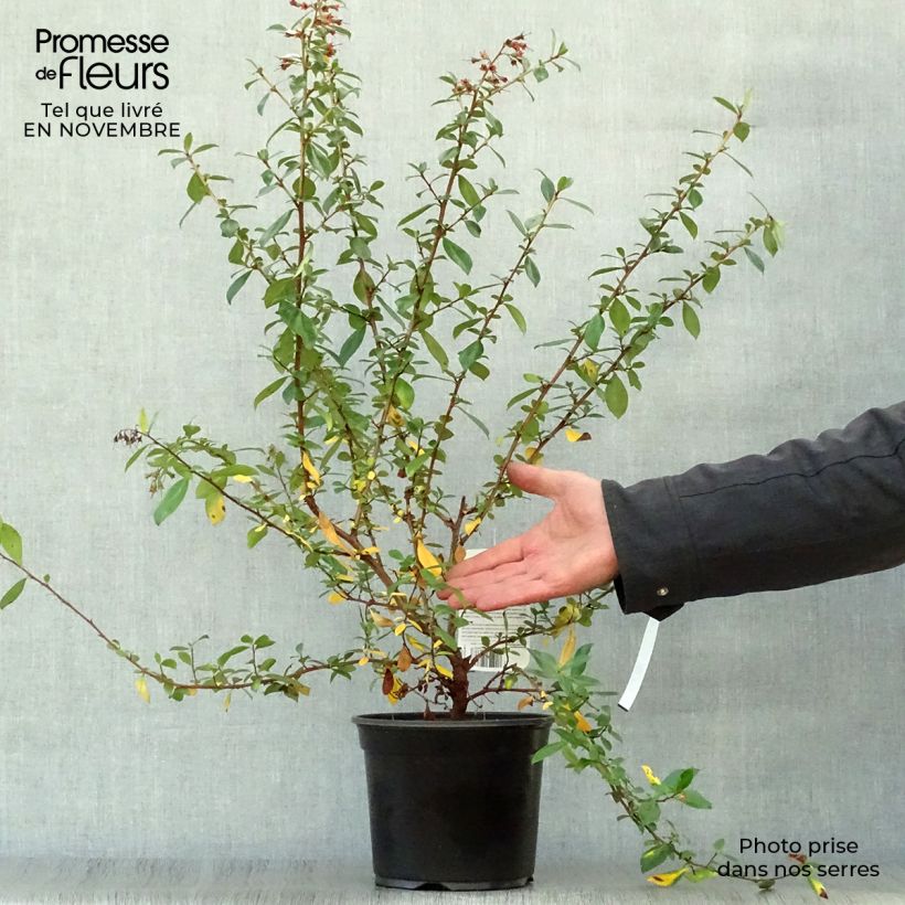 Escallonia rubra Crimson Spire Pot de 2L/3L sample as delivered in autumn