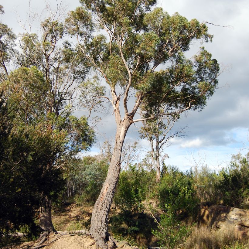 Eucalyptus salicifolia (Plant habit)