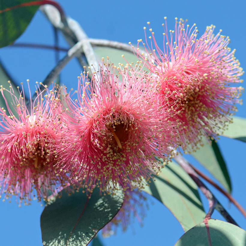 Eucalyptus caesia subsp magna (Flowering)