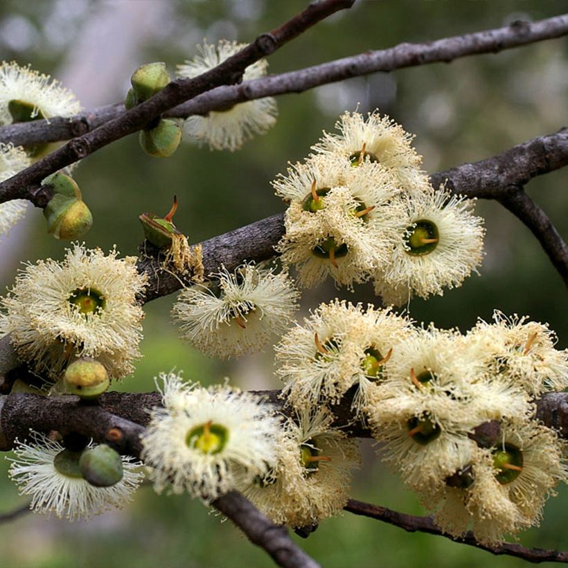 Eucalyptus deuaensis (Flowering)