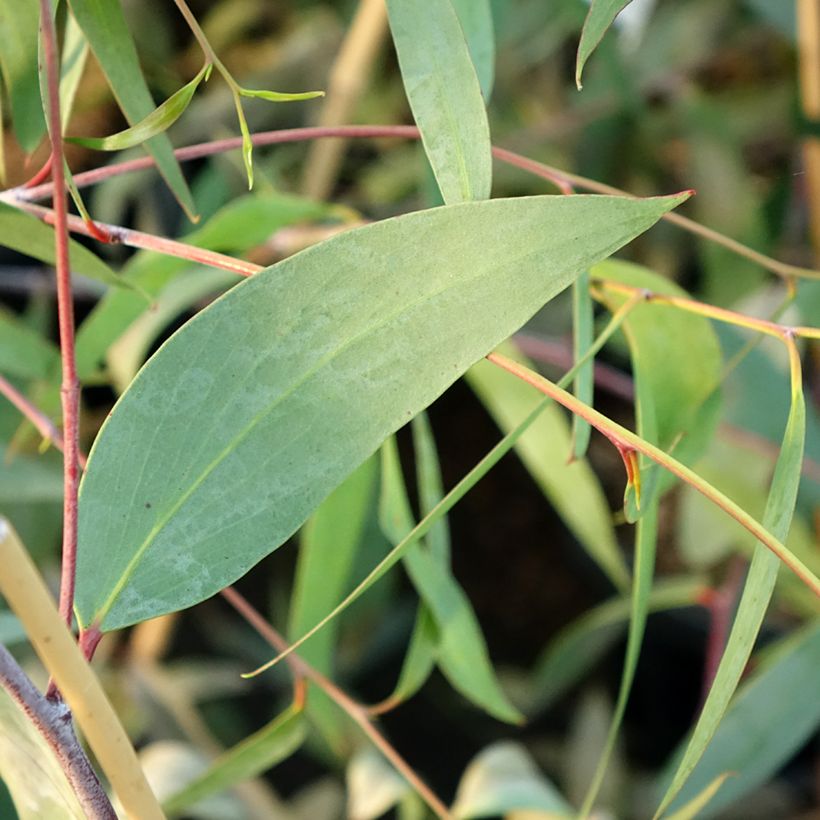 Eucalyptus lacrimans (Foliage)