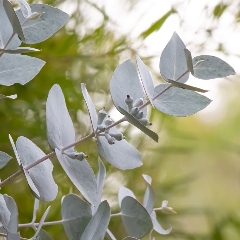 Eucalyptus macrocarpa (Foliage)