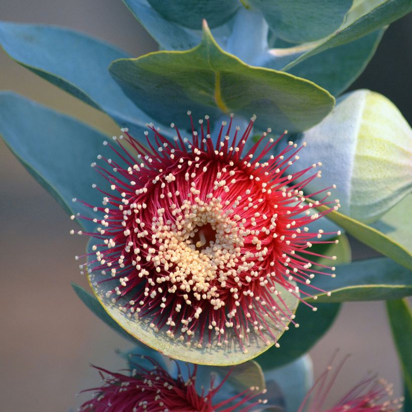 Eucalyptus macrocarpa (Flowering)