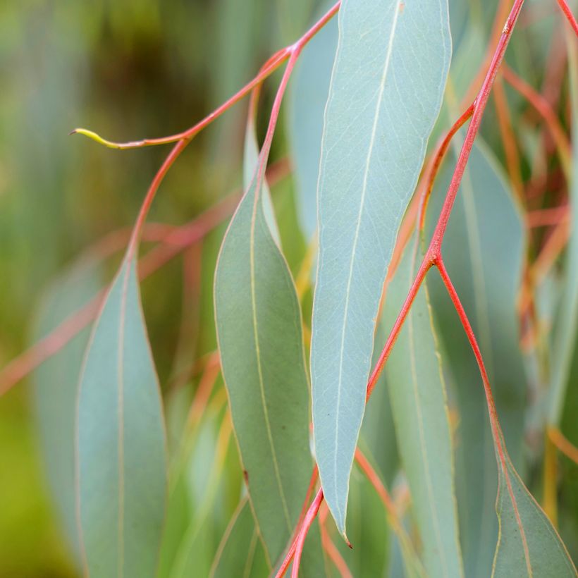 Eucalyptus sideroxylon (Foliage)