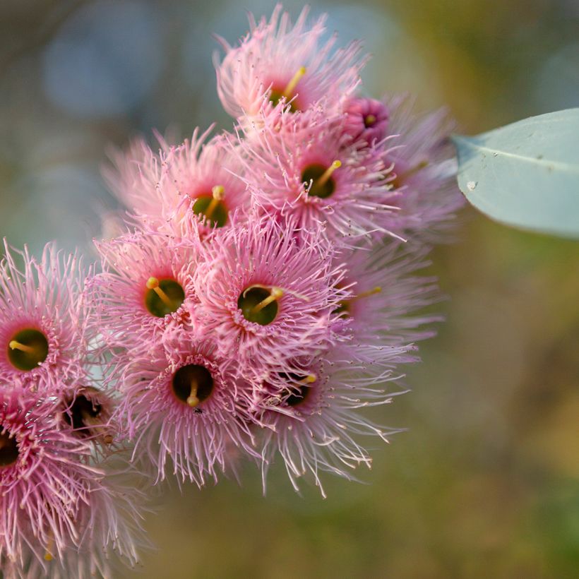 Eucalyptus sideroxylon (Flowering)