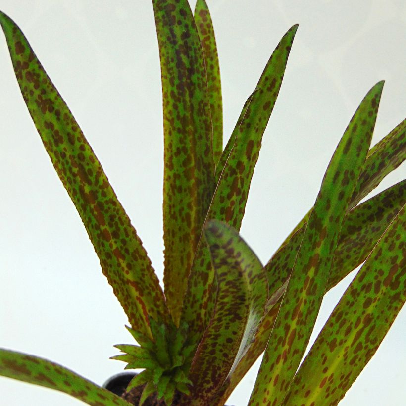 Eucomis vandermerwei Octopus - Pineapple flower (Foliage)