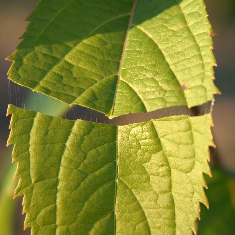 Eucommia ulmoides - Hardy Rubber Tree (Foliage)