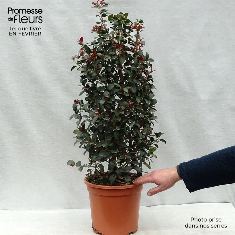 Eugenia Etna Fire - Cerisier de Cayenne en pot de 7,5L/10L sample as delivered in winter